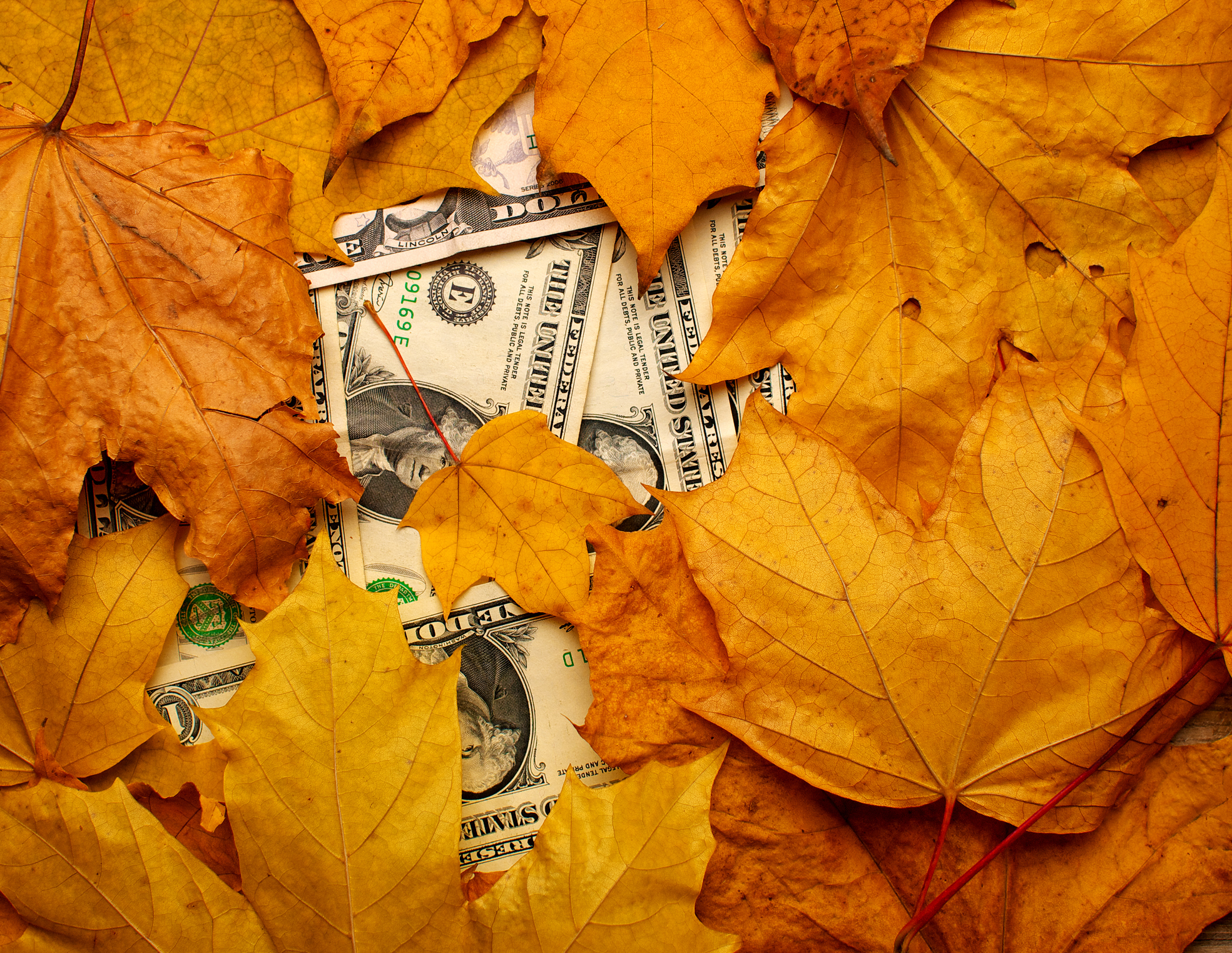 Banknotes under leaves